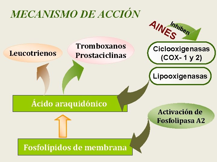 MECANISMO DE ACCIÓN AIN Inh ibe ES Leucotrienos Tromboxanos Prostaciclinas n Ciclooxigenasas (COX- 1
