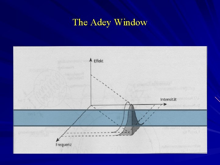 The Adey Window 