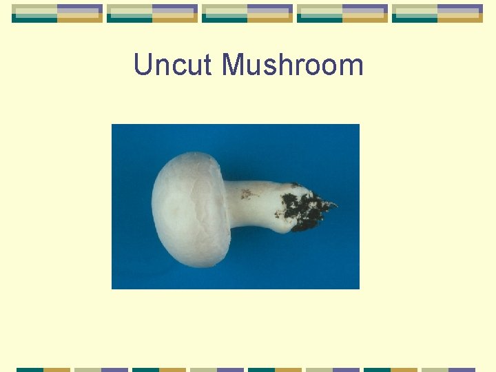 Uncut Mushroom 