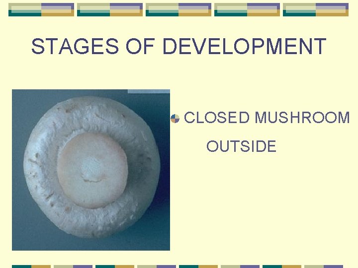 STAGES OF DEVELOPMENT CLOSED MUSHROOM OUTSIDE 
