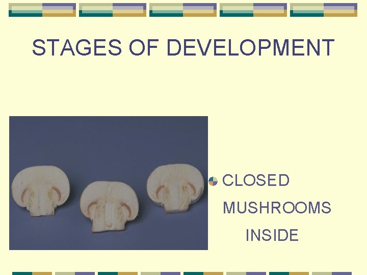 STAGES OF DEVELOPMENT CLOSED MUSHROOMS INSIDE 