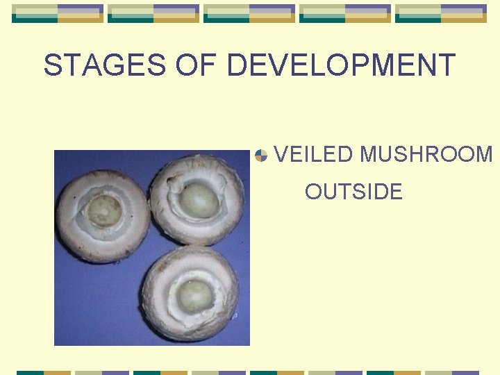 STAGES OF DEVELOPMENT VEILED MUSHROOM OUTSIDE 