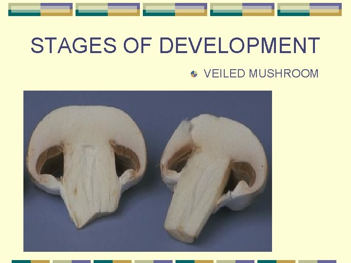 STAGES OF DEVELOPMENT VEILED MUSHROOM 