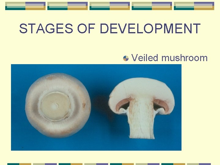 STAGES OF DEVELOPMENT Veiled mushroom 