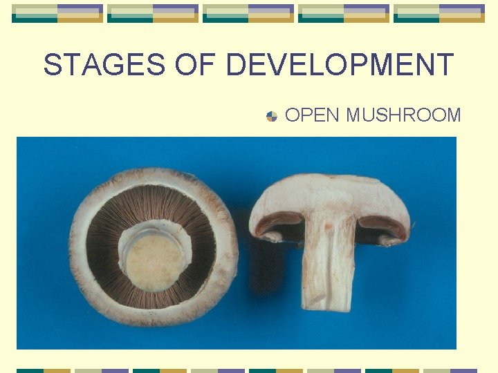 STAGES OF DEVELOPMENT OPEN MUSHROOM 