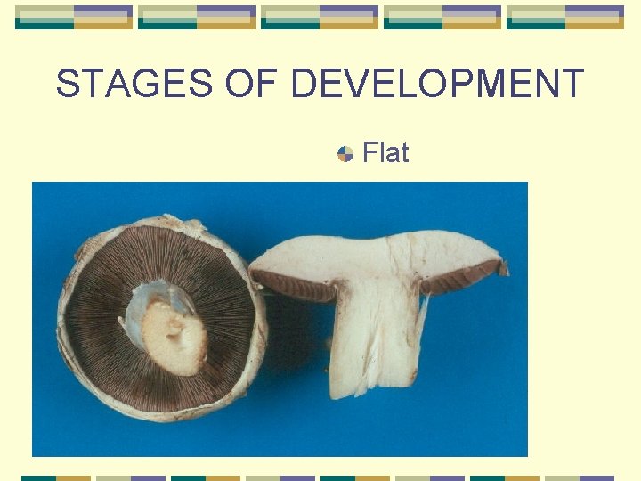 STAGES OF DEVELOPMENT Flat 