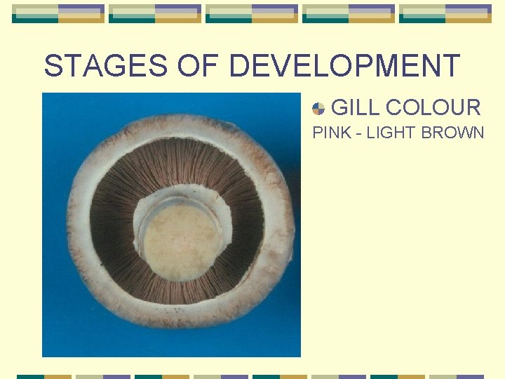 STAGES OF DEVELOPMENT GILL COLOUR PINK - LIGHT BROWN 