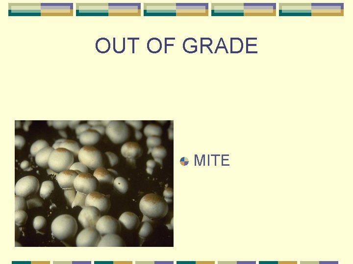 OUT OF GRADE MITE 