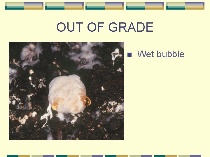 OUT OF GRADE n Wet bubble 