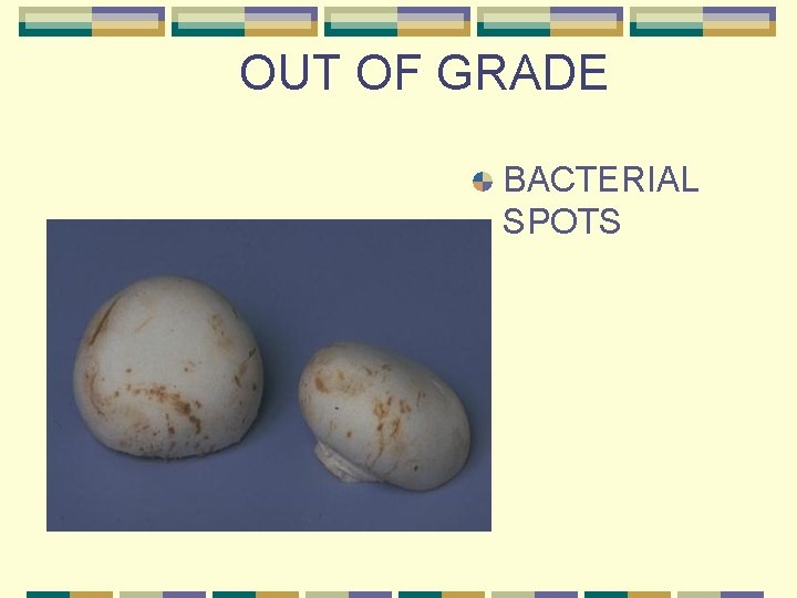 OUT OF GRADE BACTERIAL SPOTS 