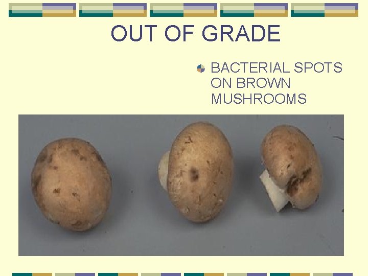 OUT OF GRADE BACTERIAL SPOTS ON BROWN MUSHROOMS 