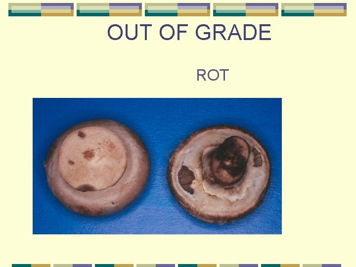 OUT OF GRADE ROT 