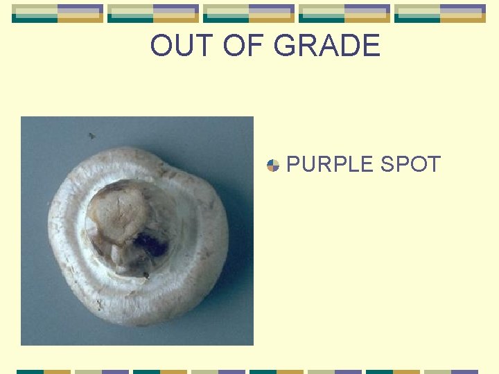 OUT OF GRADE PURPLE SPOT 