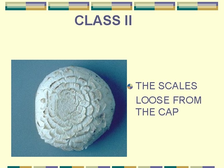 CLASS II THE SCALES LOOSE FROM THE CAP 