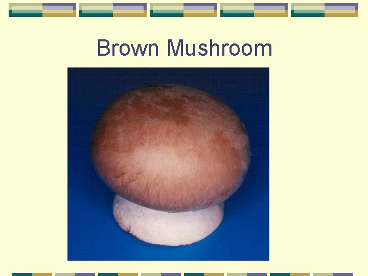 Brown Mushroom 