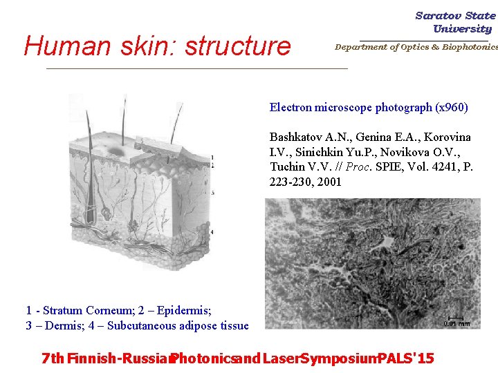 Human skin: structure Saratov State University _______________________ Department of Optics & Biophotonics _________________________ Electron