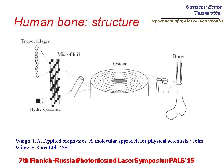 Human bone: structure Saratov State University _______________________ Department of Optics & Biophotonics _________________________ Waigh