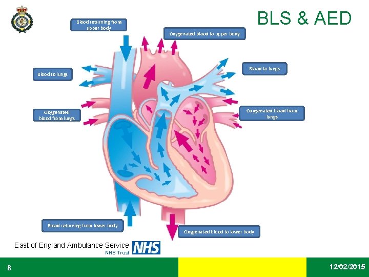 Blood returning from upper body BLS & AED Oxygenated blood to upper body Blood