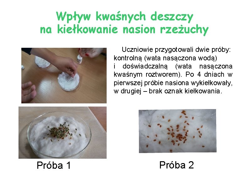 Wpływ kwaśnych deszczy na kiełkowanie nasion rzeżuchy Uczniowie przygotowali dwie próby: kontrolną (wata nasączona