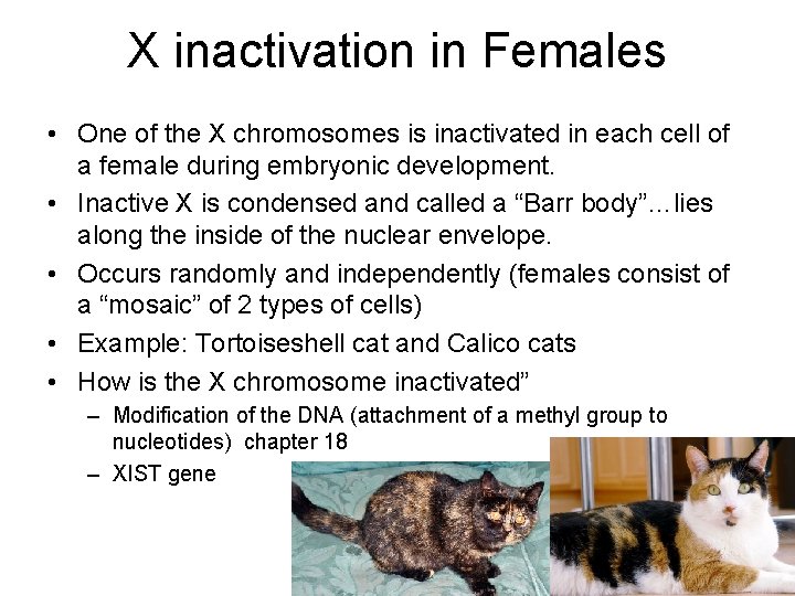 X inactivation in Females • One of the X chromosomes is inactivated in each