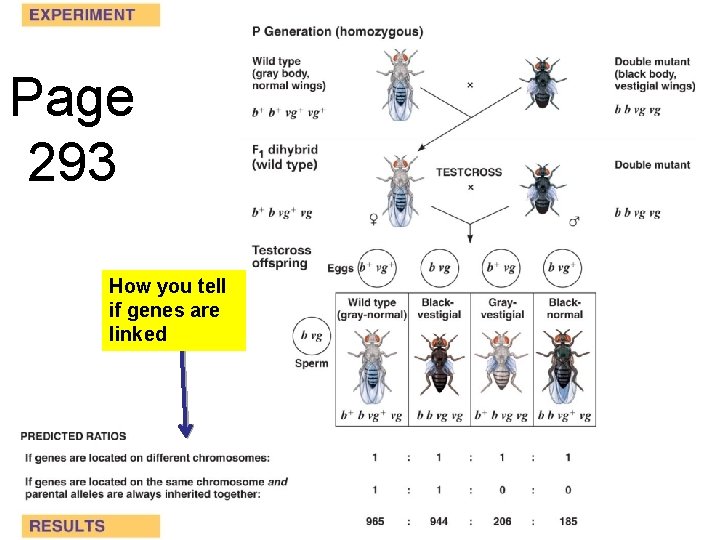 Page 293 How you tell if genes are linked 