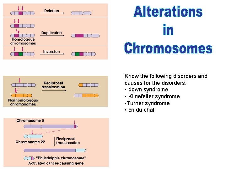 Know the following disorders and causes for the disorders: • down syndrome • Klinefelter