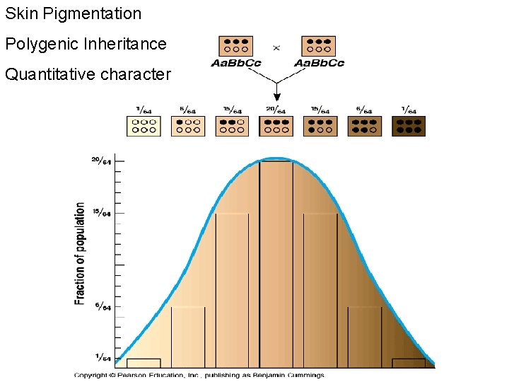 Skin Pigmentation Polygenic Inheritance Quantitative character 