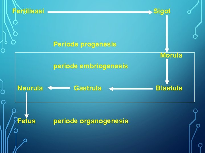 Fertilisasi Sigot Periode progenesis Morula periode embriogenesis Neurula Fetus Gastrula periode organogenesis Blastula 