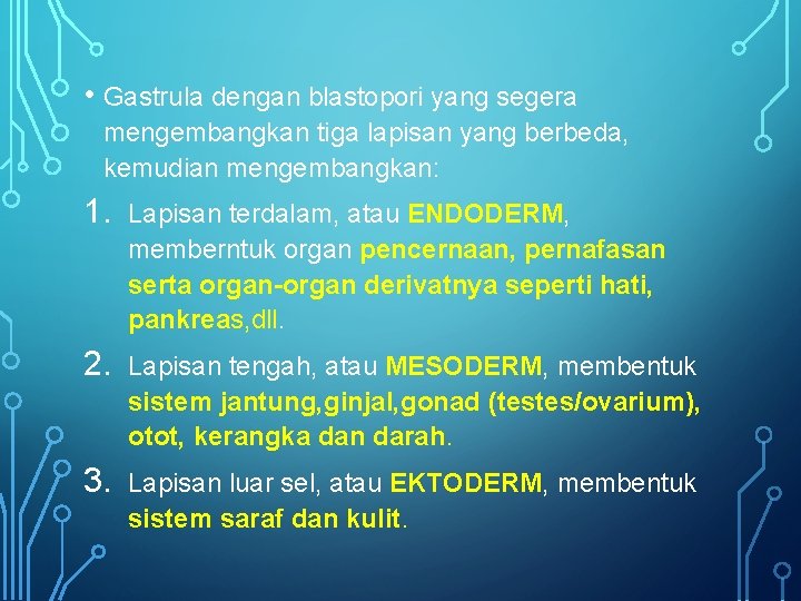  • Gastrula dengan blastopori yang segera mengembangkan tiga lapisan yang berbeda, kemudian mengembangkan: