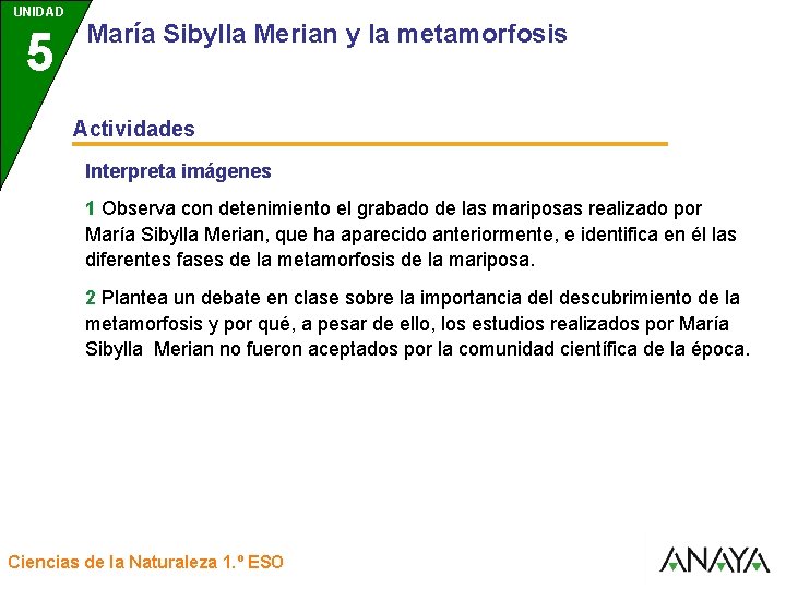 UNIDAD 5 3 María Sibylla Merian y la metamorfosis Actividades Interpreta imágenes 1 Observa