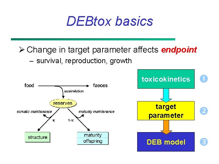 DEBtox basics Ø Change in target parameter affects endpoint – survival, reproduction, growth toxicokinetics