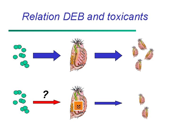 Relation DEB and toxicants ? 