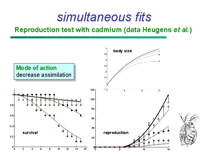 simultaneous fits Reproduction test with cadmium (data Heugens et al. ) body size Mode