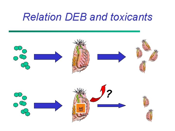 Relation DEB and toxicants ? 