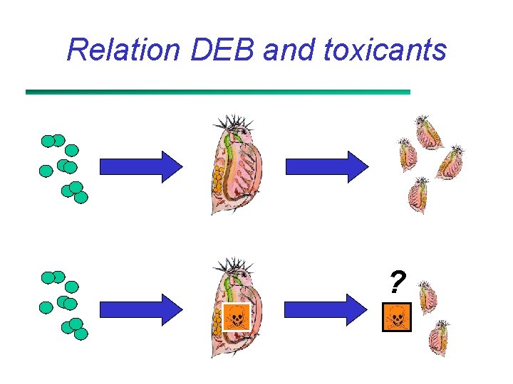 Relation DEB and toxicants ? 