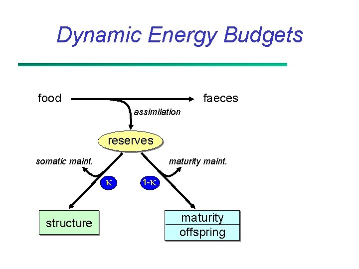 Dynamic Energy Budgets food faeces assimilation reserves somatic maint. maturity maint. structure 1 -