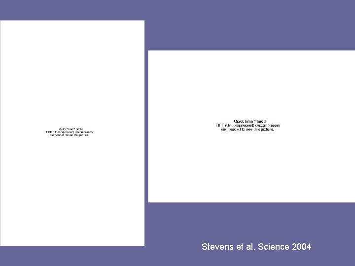 Stevens et al, Science 2004 
