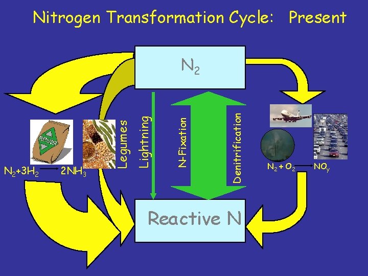 Nitrogen Transformation Cycle: Present Denitrification N-Fixation 2 NH 3 Lightning N 2+3 H 2