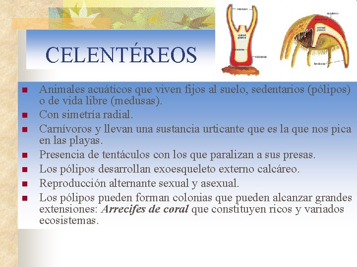 CELENTÉREOS n n n n Animales acuáticos que viven fijos al suelo, sedentarios (pólipos)