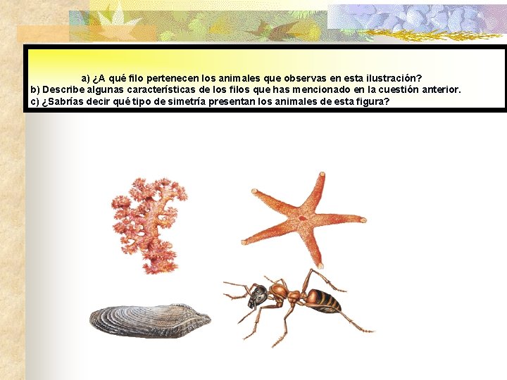 a) ¿A qué filo pertenecen los animales que observas en esta ilustración? b) Describe