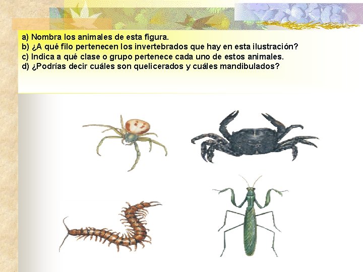 a) Nombra los animales de esta figura. b) ¿A qué filo pertenecen los invertebrados
