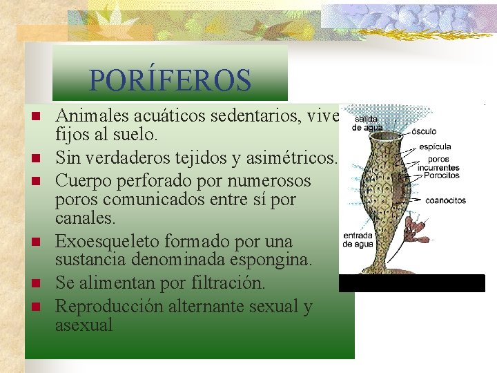 PORÍFEROS n n n Animales acuáticos sedentarios, viven fijos al suelo. Sin verdaderos tejidos