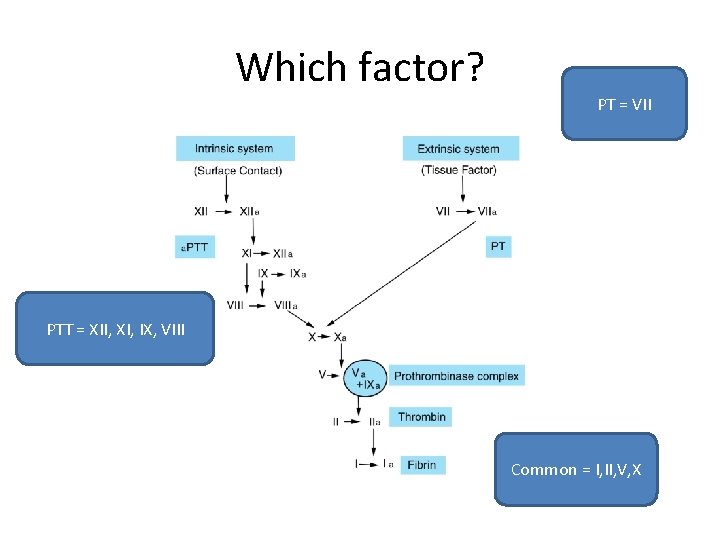 Which factor? PT = VII PTT = XII, XI, IX, VIII Common = I,