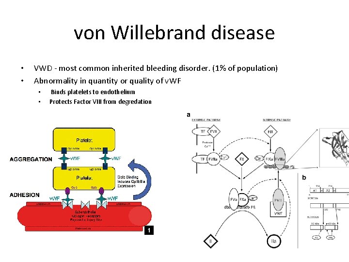 von Willebrand disease • • VWD - most common inherited bleeding disorder. (1% of