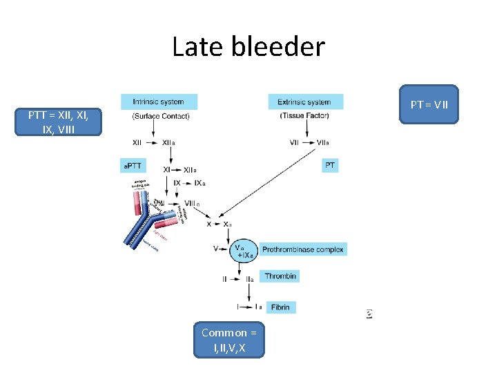 Late bleeder PT = VII PTT = XII, XI, IX, VIII Common = I,