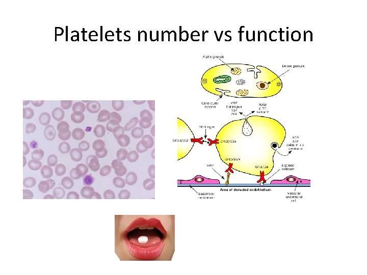 Platelets number vs function 