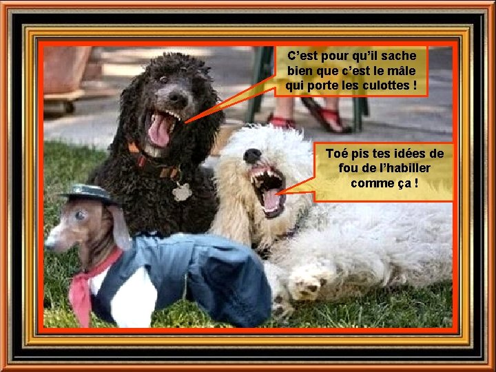 C’est pour qu’il sache bien que c’est le mâle qui porte les culottes !