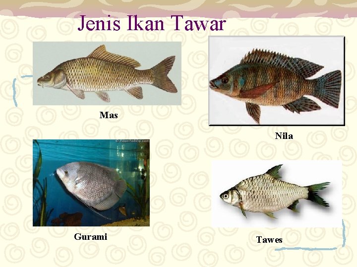 Jenis Ikan Tawar Mas Nila Gurami Tawes 