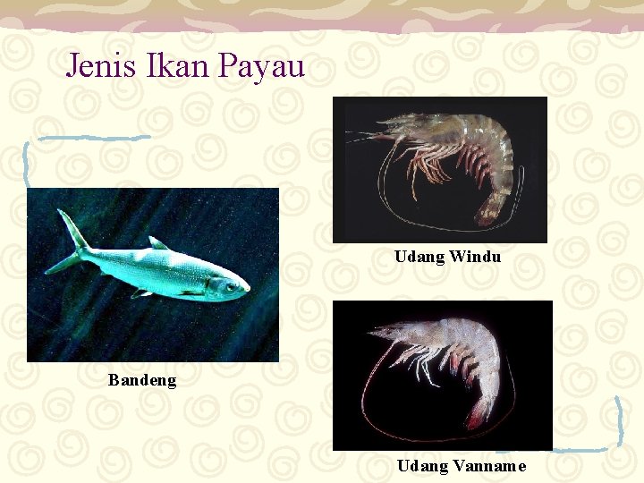 Jenis Ikan Payau Udang Windu Bandeng Udang Vanname 