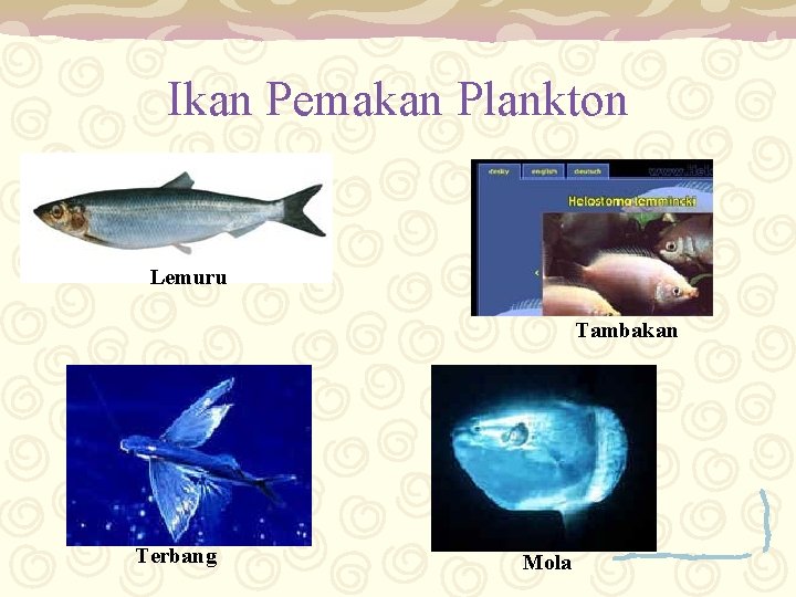 Ikan Pemakan Plankton Lemuru Tambakan Terbang Mola 